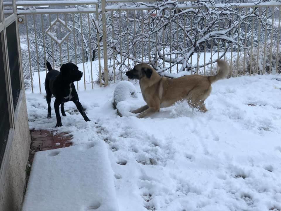 Snow near ÃÛèÖÖ±²¥